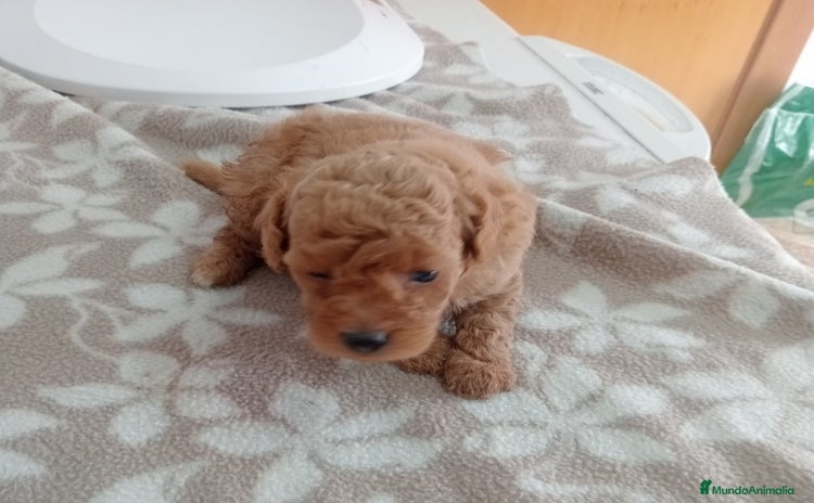 Maltipoo perros - Propaganda 1