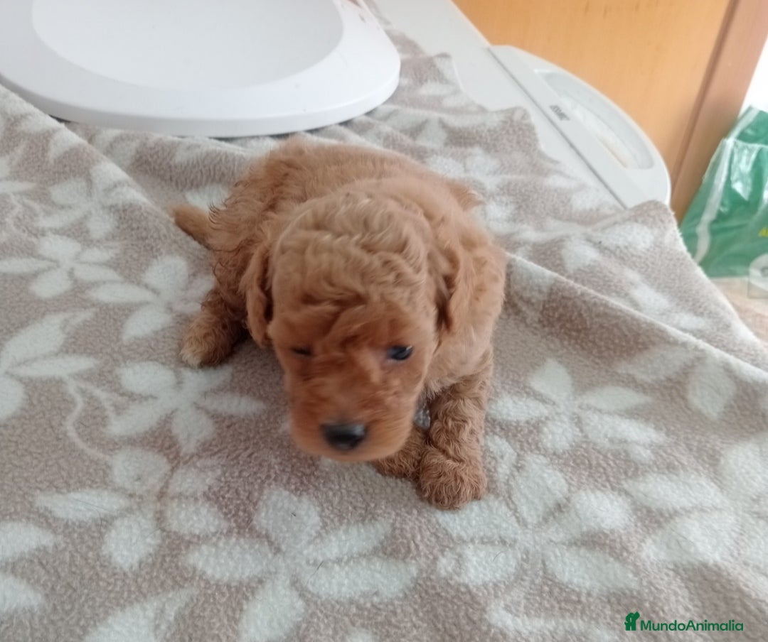 Maltipoo perros en venta: Cachorr@s maltipo - Imagen 1