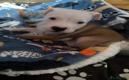 American Staffordshire-Terrier perros en venta: Último macho de American Stanford  - Imagen 3