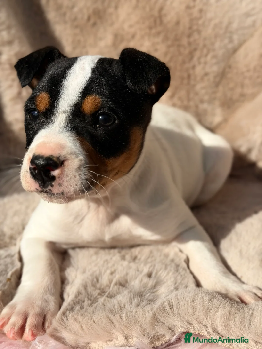 Ratonero Bodeguero Andaluz perros en venta: Bodeguero andaluz  - Anuncio 4