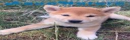 Shiba Inu perros en venta: Shiba Inu Hembra de Maya y Silvio 1828 AQUANATURA - Anuncio 9