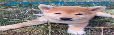 Shiba Inu