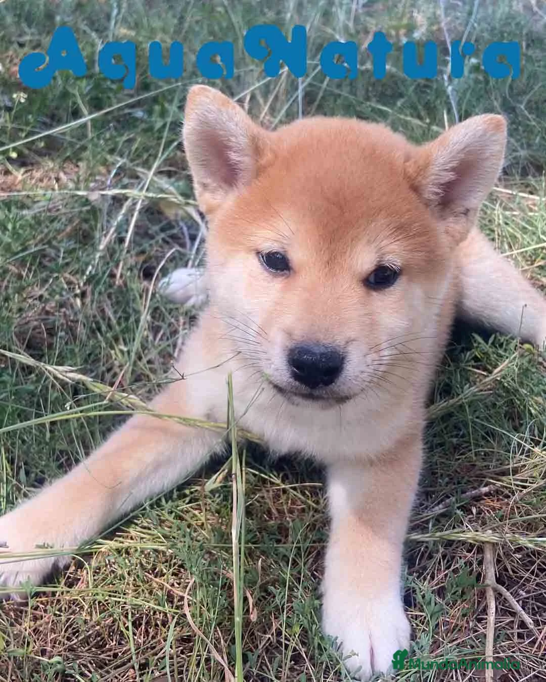 Shiba Inu perros en venta: Shiba Inu Hembra de Maya y Silvio 1828 AQUANATURA - Anuncio 9