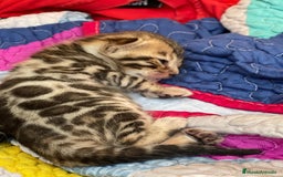 Bengalí gatos en venta: Machito y Hembrita Gato Bengalí - Imagen 5