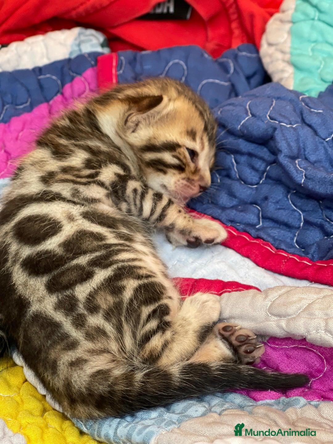 Bengalí gatos en venta: Machito y Hembrita Gato Bengalí - Imagen 5