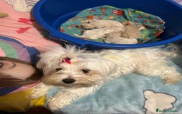 Maltipoo perros en venta: Maltipoo toy - Imagen 3