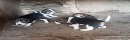 Beagle perros en venta: Beagle - Anuncio 1
