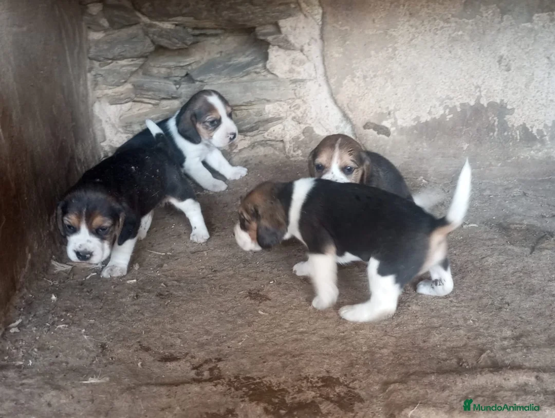 Beagle perros en venta: Beagle - Anuncio 1