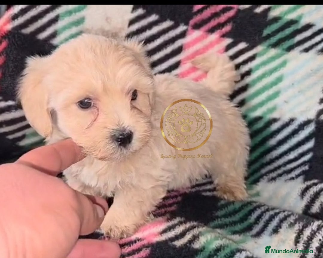 Maltipoo perros en venta: Maltipoo  apricot MACHOS  - Imagen 2