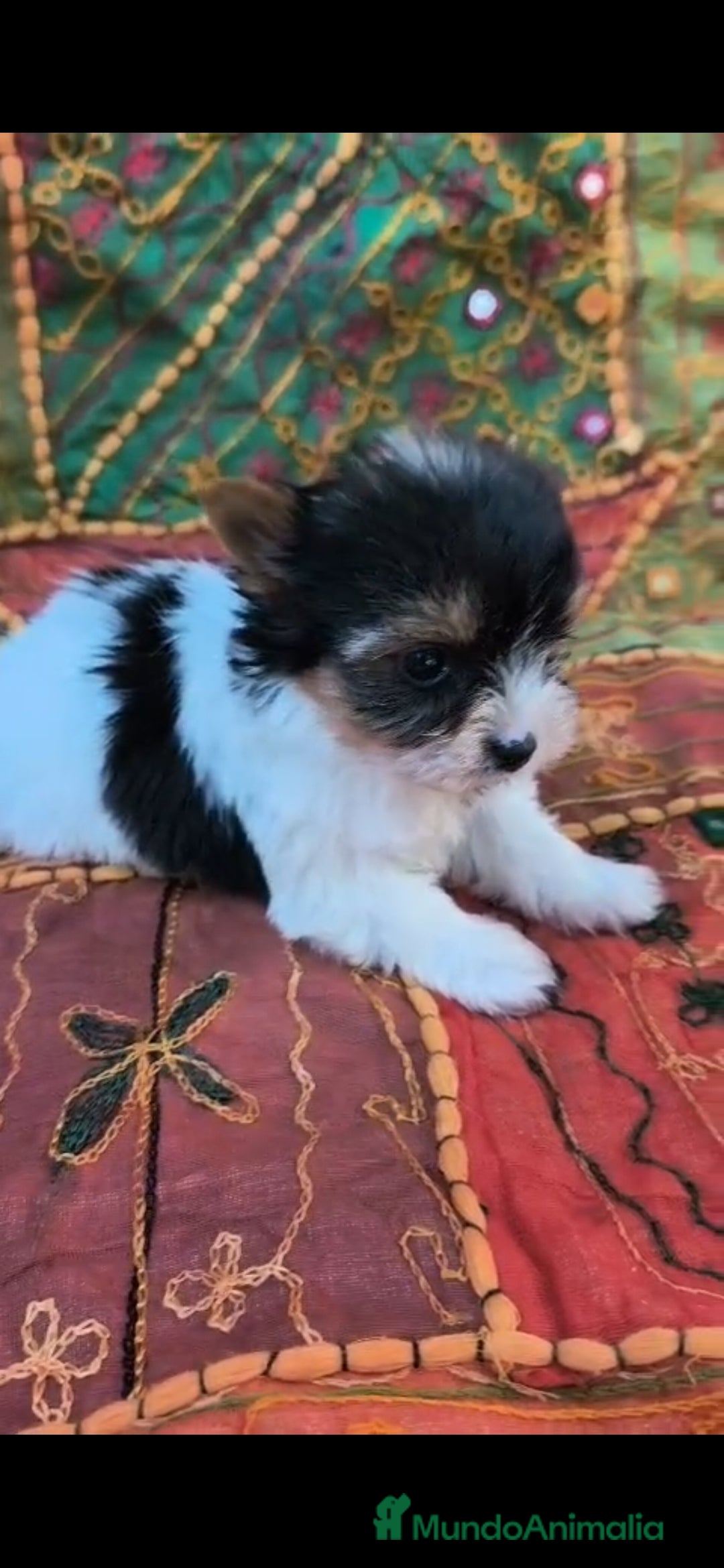 Biewer Yorkshire Terrier a la Pom Pon perros YORKSHIRE BIEWER  - Anuncio 34