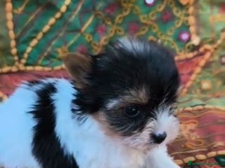 Biewer Yorkshire Terrier a la Pom Pon perros YORKSHIRE BIEWER - Anuncio 3