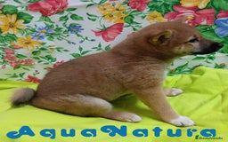 Shiba Inu perros en venta:  Shiba Inu Hembra de Mel y Simbad - AQUANATURA - Imagen 3