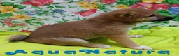 Shiba Inu perros en venta:  Shiba Inu Hembra de Mel y Simbad - AQUANATURA - Anuncio 3