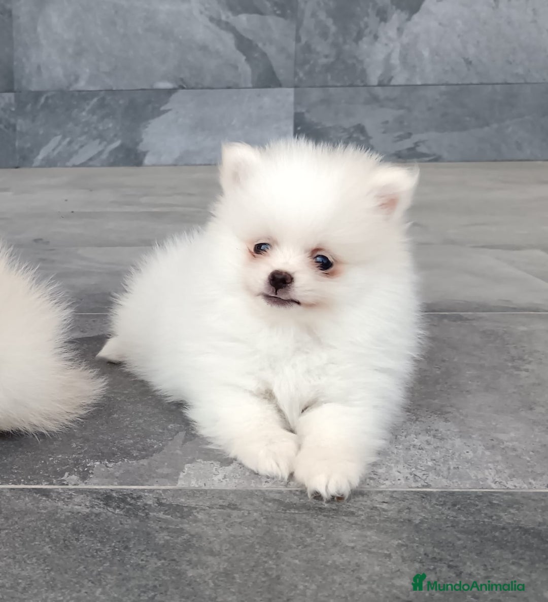 Pomerania perros en venta: Pomerania  - Anuncio 2