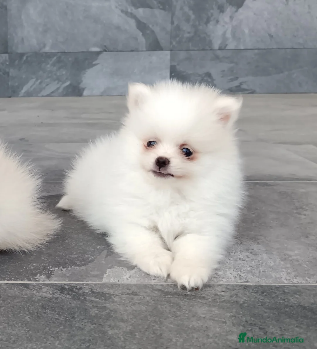 Pomerania perros en venta: Pomerania  - Anuncio 2