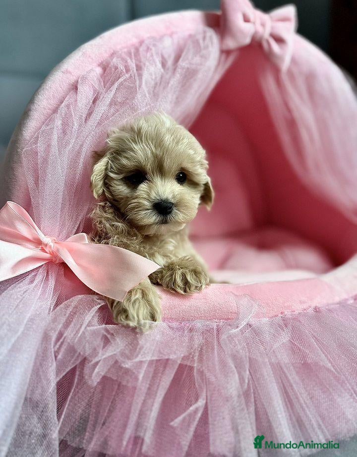Maltipoo perros en venta: Maltipoo preciosos  - Anuncio 1