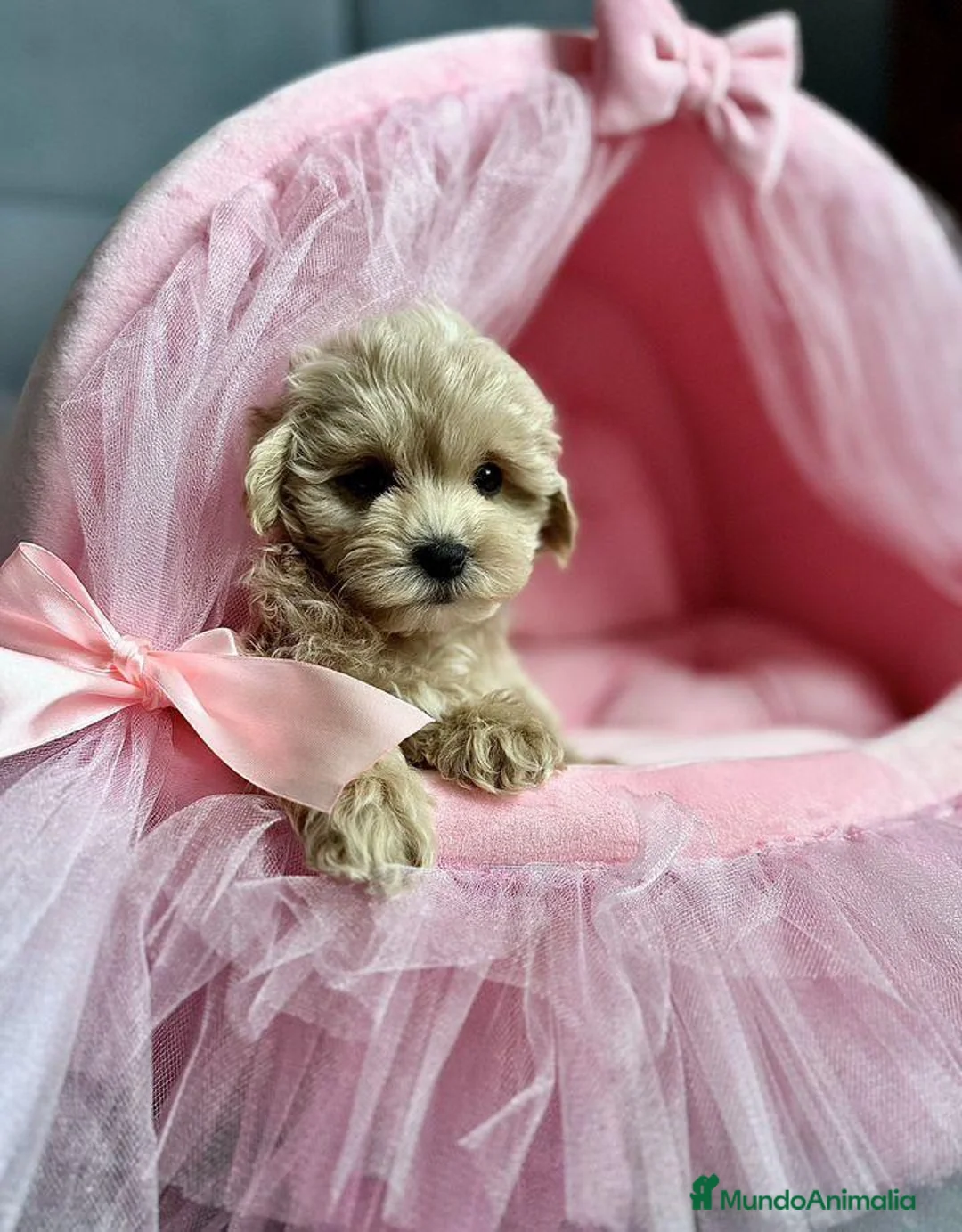 Maltipoo perros en venta: Maltipoo preciosos  - Anuncio 1