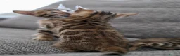 Bengalí gatos en venta: Hembra Gata Bengalí - Anuncio 15
