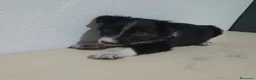 Border Collie perros en venta: BORDE COLLIE - Anuncio 28