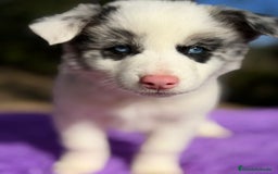 Border Collie perros en venta: Border collie merle  - Anuncio 3