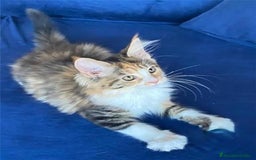 Maine Coon gatos en venta: Mainecoon hembra en Madrid - Imagen 3