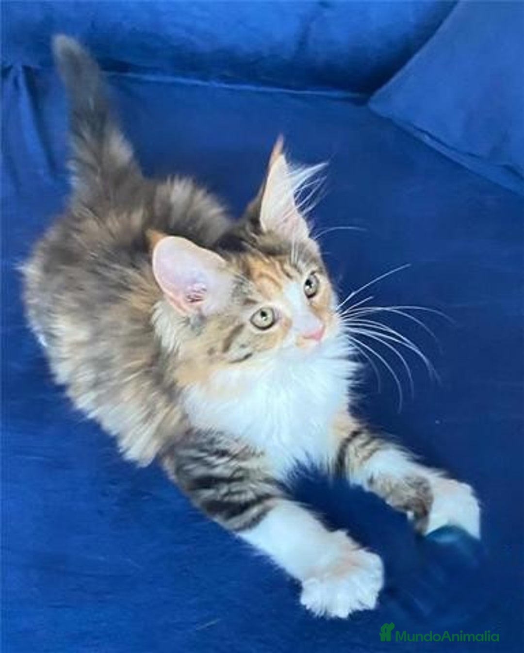 Maine Coon gatos en venta: Mainecoon hembra en Madrid - Imagen 3