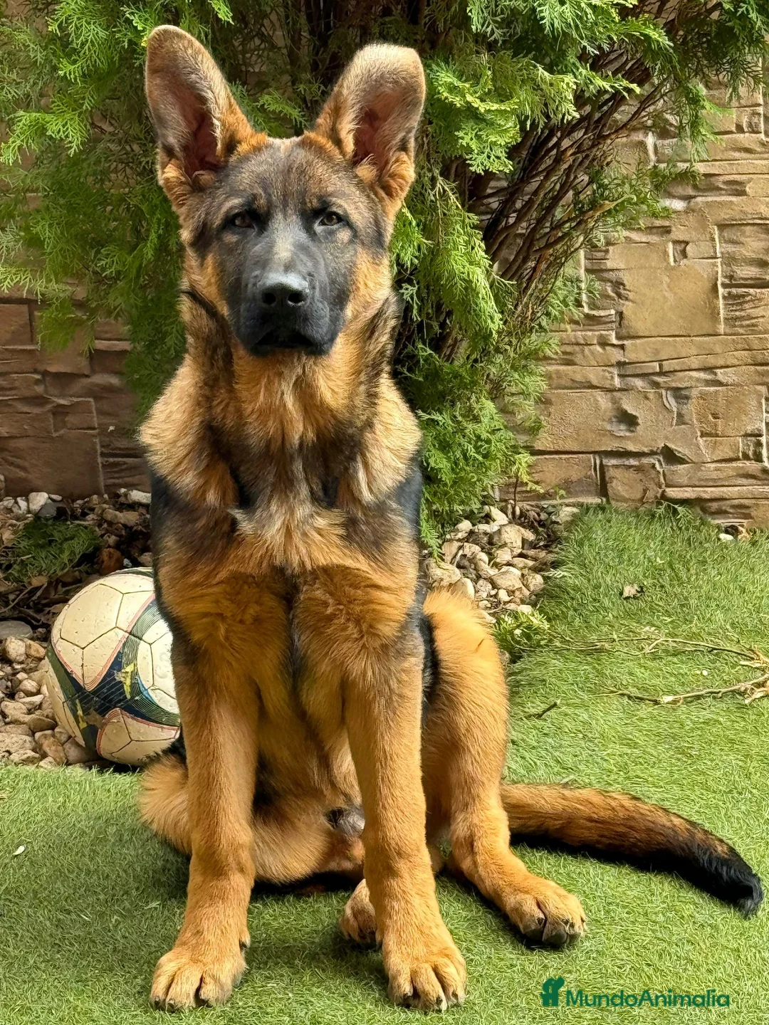 Pastor Alemán perros en venta: Pastores alemanes de trabajo  - Anuncio 5