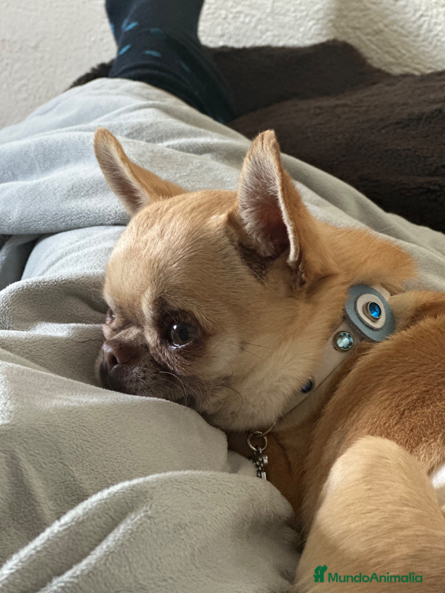 Chihuahua perros Chihuahuas  - Anuncio 2