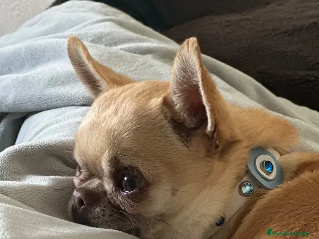 Chihuahua perros en venta: Chihuahuas - Anuncio 1