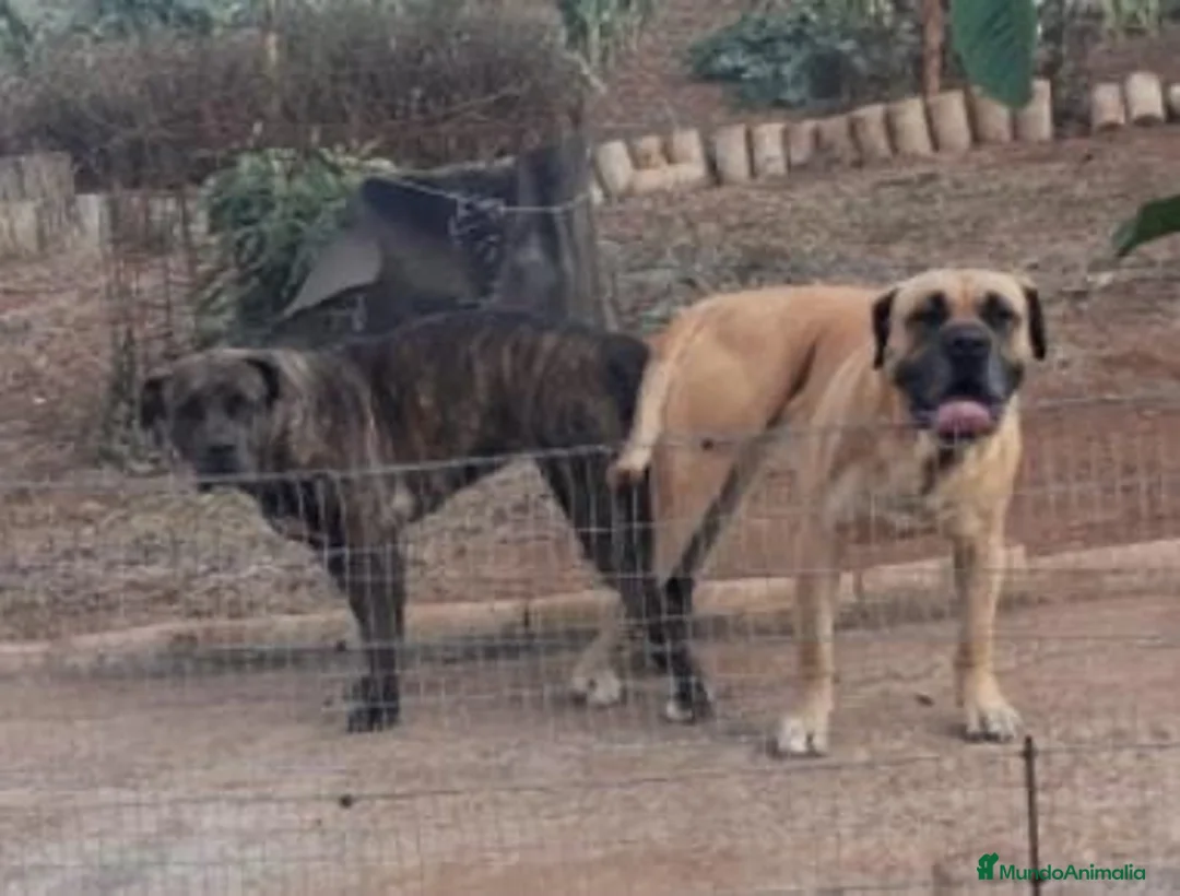Presa Canario perros en venta: Cachorro de presa canario  - Anuncio 6