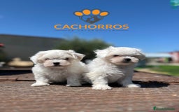 Bichón Maltés perros en venta: Bichón maltés  - Anuncio 1