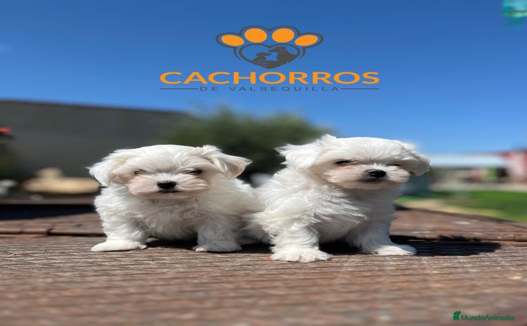 Bichón Maltés perros Bichón maltés  - Anuncio 11