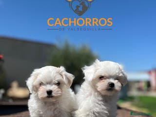 Bichón Maltés perros Bichón maltés - Anuncio 32
