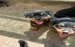 Rottweiler perros en venta: Rotwailer  - Imagen 2