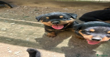 Rottweiler perros - Anuncio 6