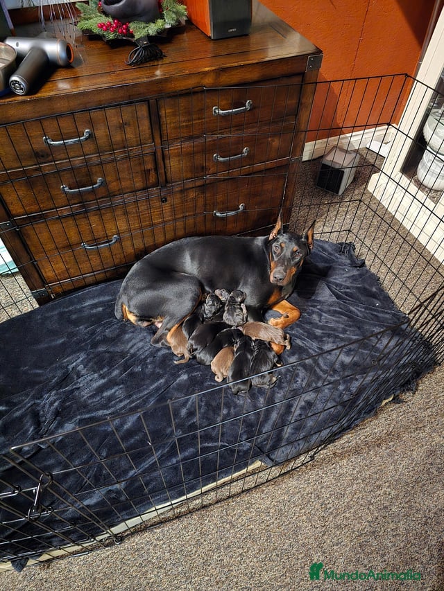 Dobermann perros DOBERMAN - Anuncio 1