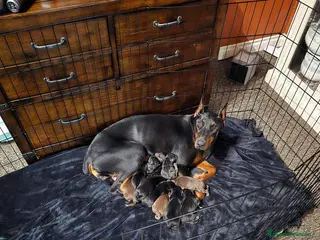 Dobermann perros DOBERMAN - Anuncio 1