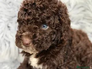 Perro de Agua Español perros Pdae chocolate pecho blanco - Anuncio 1