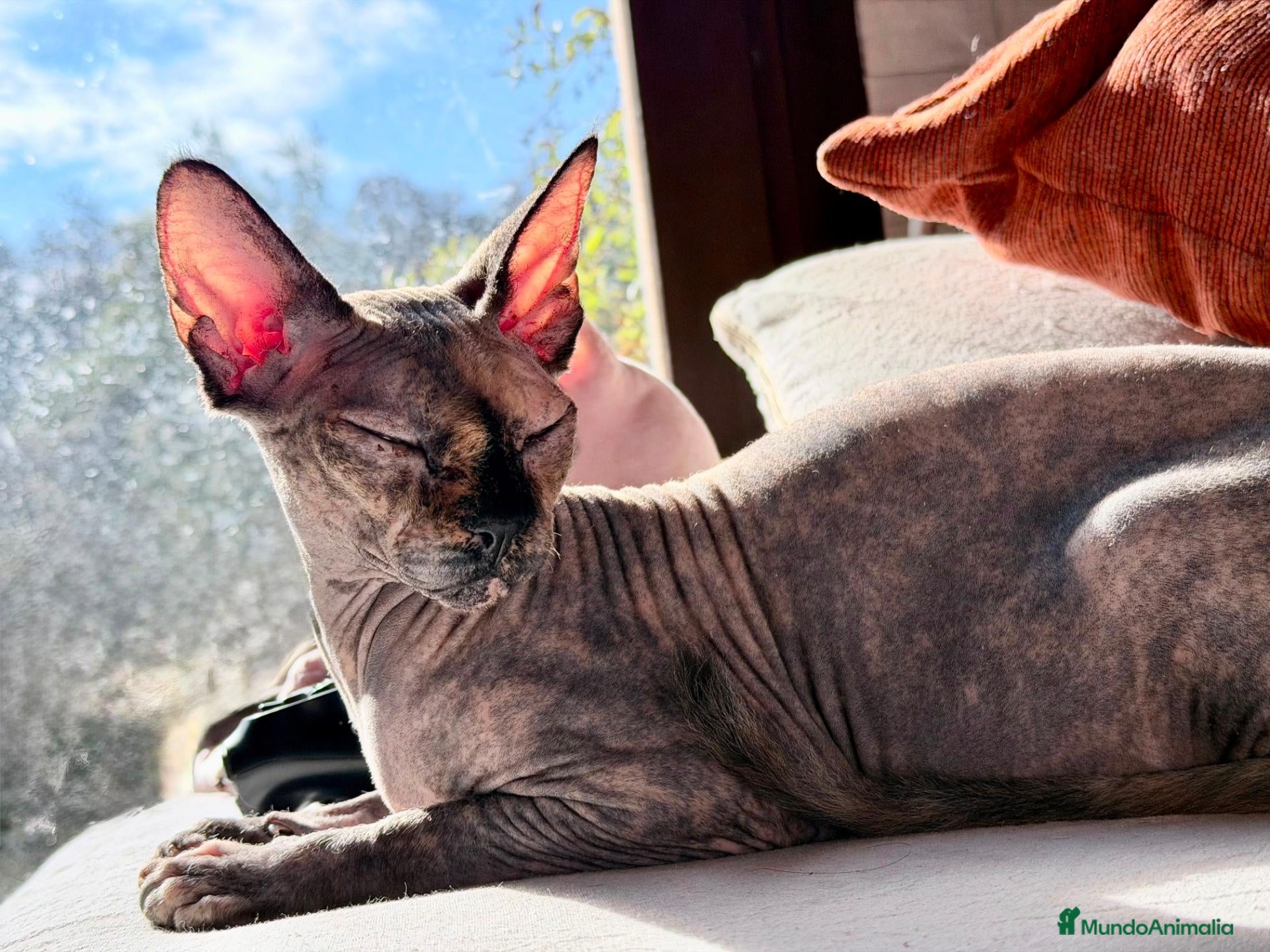 Sphynx gatos Camadas de precios Sphynx blancos grises bicolor  - Anuncio 1