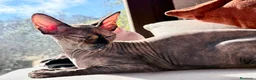 Sphynx gatos en venta: Camadas de precios Sphynx blancos grises bicolor  - Anuncio 1