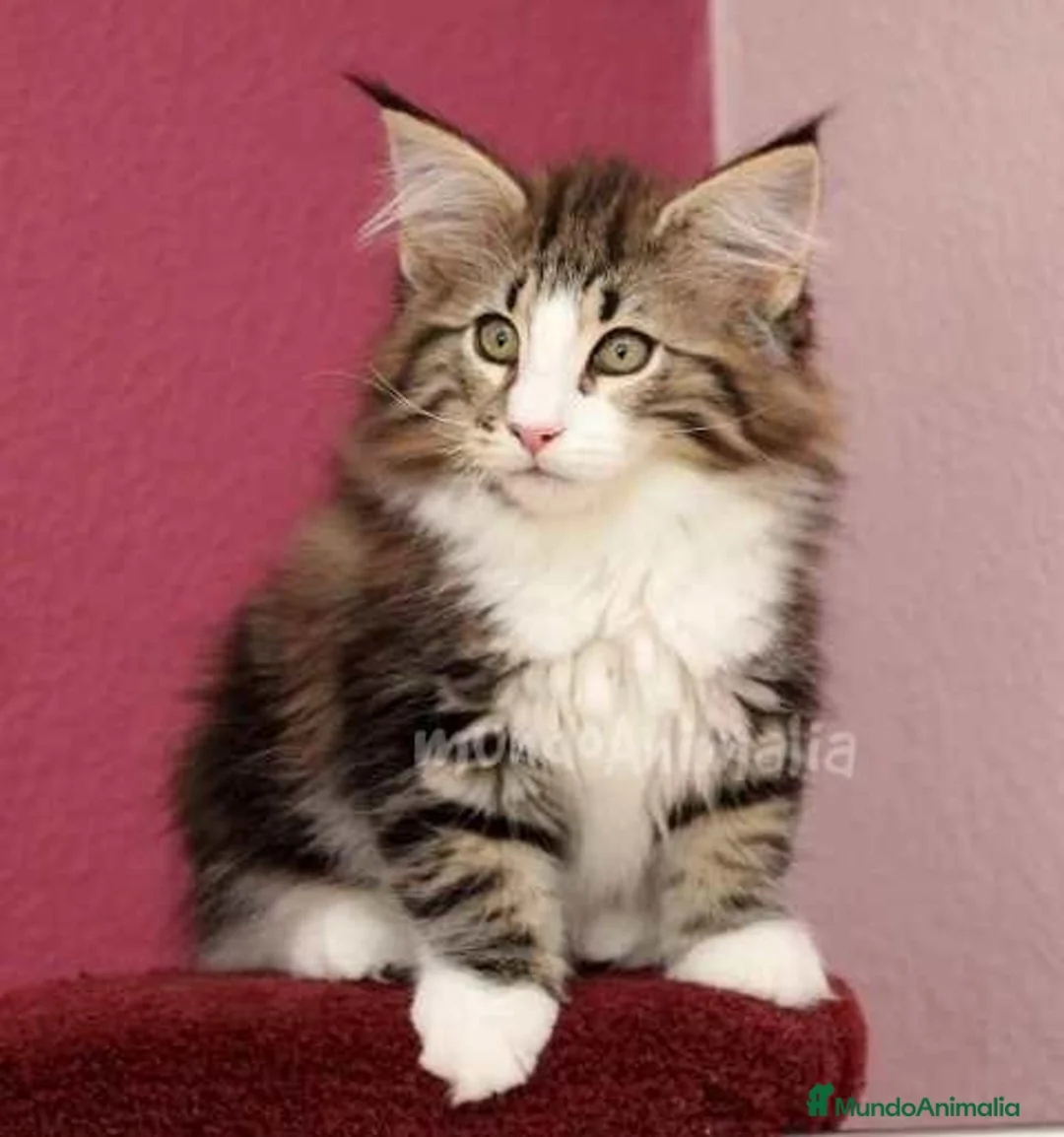 Imagen de galería {{count}}