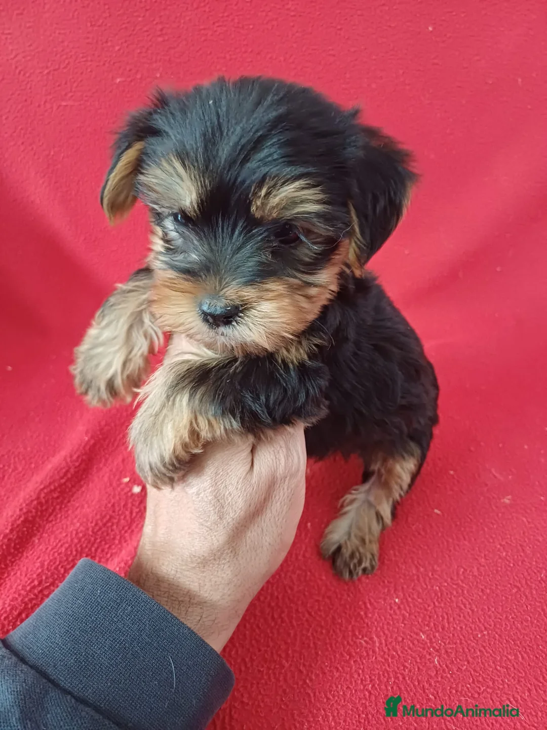Yorkshire Terrier perros en venta: Yorkshire Terrier Standar  - Anuncio 1