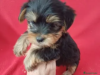 Yorkshire Terrier perros Yorkshire Terrier Standar - Anuncio 1