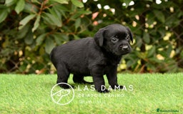 Labrador Retriever perros en venta: Labrador retriever color negro disponibles - Imagen 8