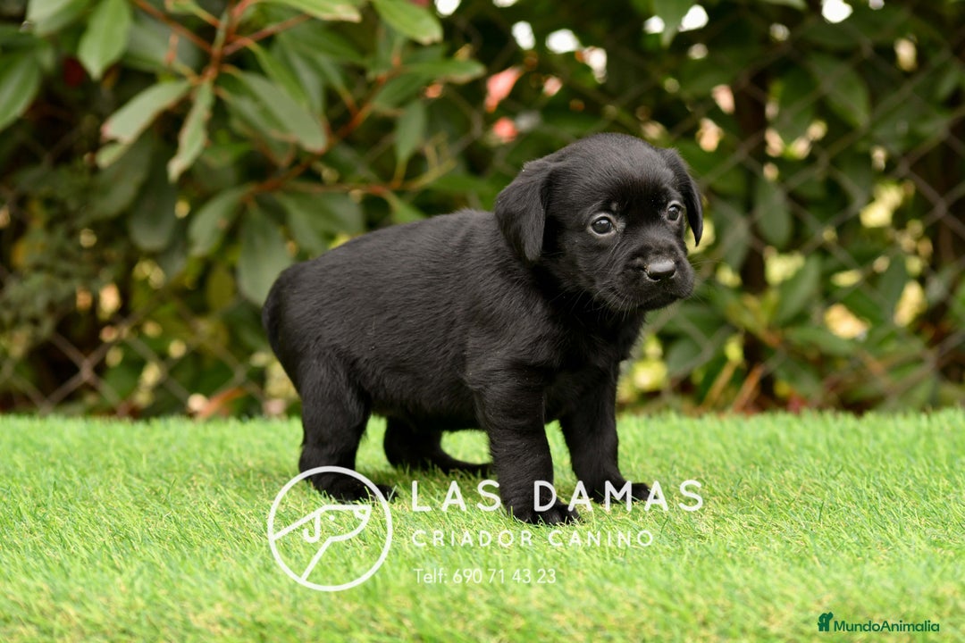 Labrador Retriever perros en venta: Labrador retriever color negro disponibles - Imagen 8