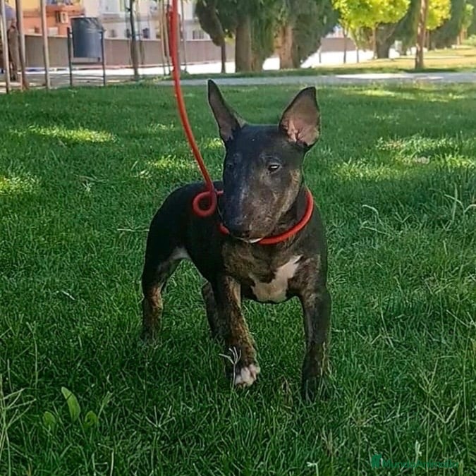 Bull Terrier perros Vegabulls De Las Morenas - Anuncio 1