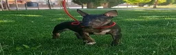Bull Terrier perros en venta: Vegabulls De Las Morenas - Anuncio 1