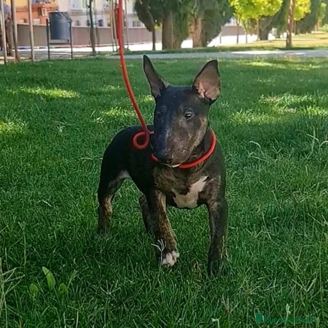 Bull Terrier perros en venta: Vegabulls De Las Morenas - Anuncio 1