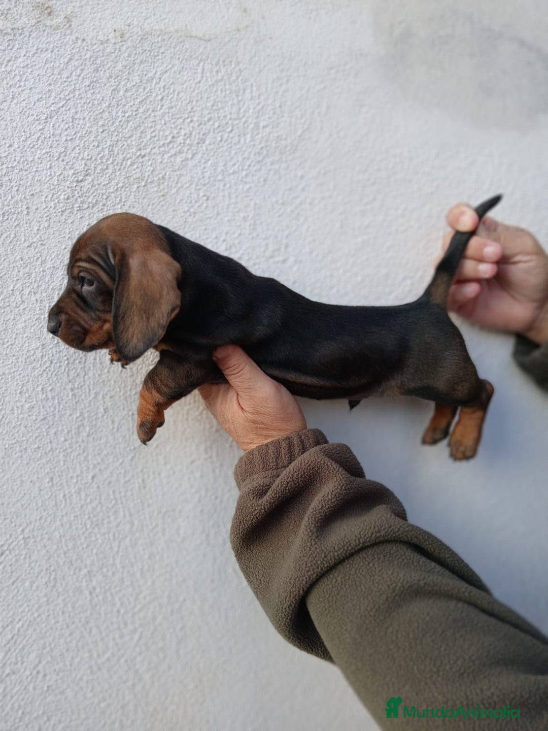 Teckel Miniatura perros en venta: camada teckel arlequín y todos los colores  - Anuncio 4