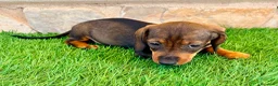 Teckel Miniatura perros en venta: Teckel Miniatura Hoja - Anuncio 8